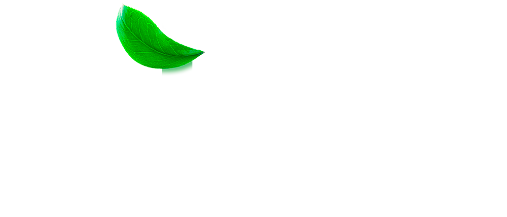 Rise Matcha Logo